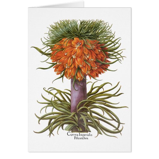 Vintage Fritillaria Flowers, Basilius Besler (Voorkant)