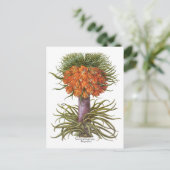 Vintage Fritillaria Flowers, Basilius Besler Briefkaart (Staand voorkant)