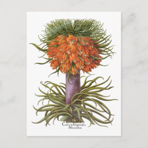 Vintage Fritillaria Flowers, Basilius Besler Briefkaart