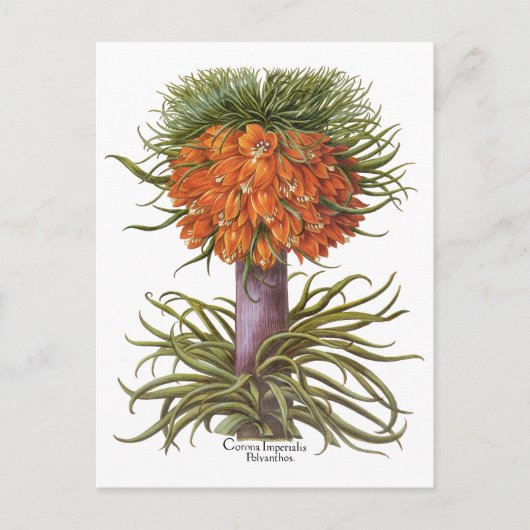 Vintage Fritillaria Flowers, Basilius Besler Briefkaart (Voorkant)