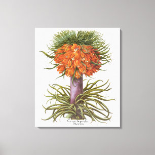 Vintage Fritillaria Flowers, Basilius Besler Canvas Afdruk