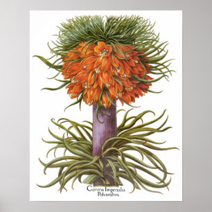 Vintage Fritillaria Flowers, Basilius Besler Poster