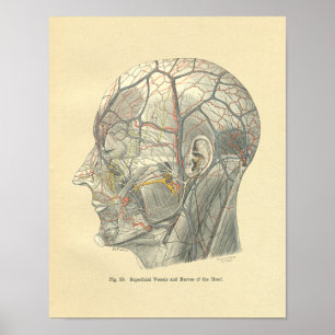 Vintage Frohse Anatomical Vessels of the Head Poster