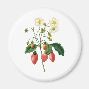 Vintage Fruit Bessen Voedsel Aardbeien door Redout Magneet