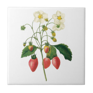 Vintage Fruit Bessen Voedsel Aardbeien door Redout Tegeltje