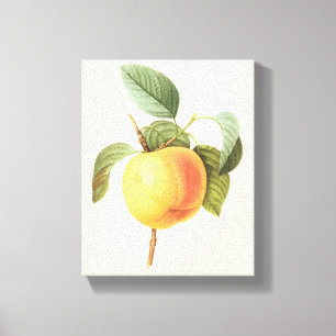 Vintage Fruit Food, Calville Apple van Redoute Canvas Afdruk
