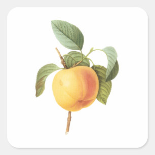Vintage Fruit Food, Calville Apple van Redoute Vierkante Sticker