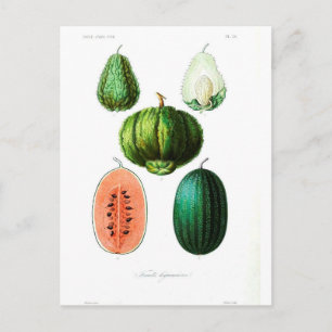 Vintage fruitmeloen botanische afdrukken briefkaart