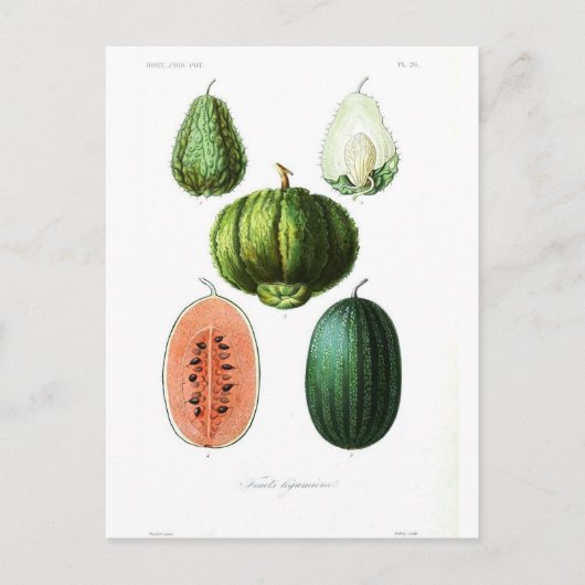 Vintage fruitmeloen botanische afdrukken briefkaart (Voorkant)