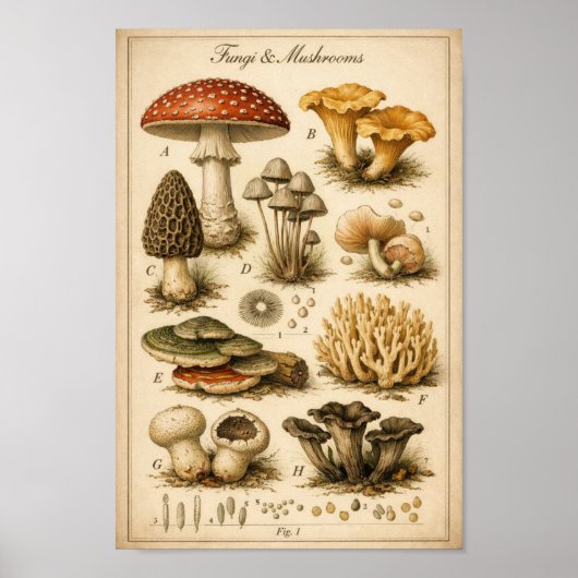 Vintage Fungi Scientific Illustration Poster (Voorkant)