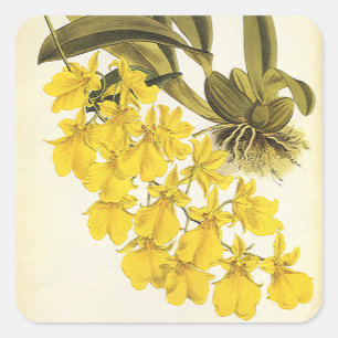 Vintage Gele Oncidium Orchidee, Tropische Bloemen Vierkante Sticker
