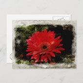 Vintage Gerber Daisy Briefkaart (Voorkant / Achterkant)