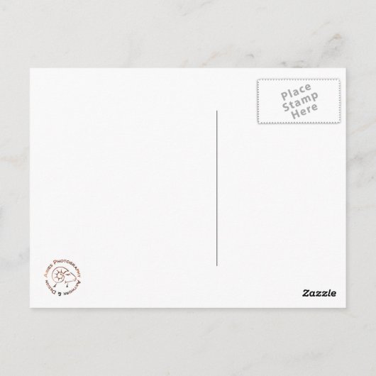 Vintage Gerber Daisy Briefkaart (Achterkant)