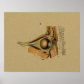 Vintage German Anatomy Eye Print (Voorkant)