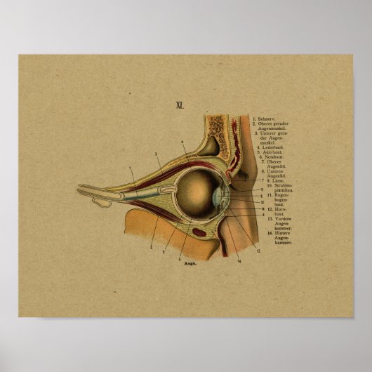 Vintage German Anatomy Eye Print (Voorkant)