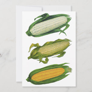 Vintage gezonde groenten, vers Korn op krab