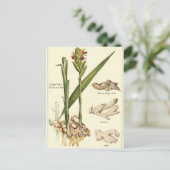 Vintage ginger-illustratie briefkaart receptkaart (Staand voorkant)