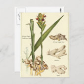 Vintage ginger-illustratie briefkaart receptkaart (Voorkant / Achterkant)