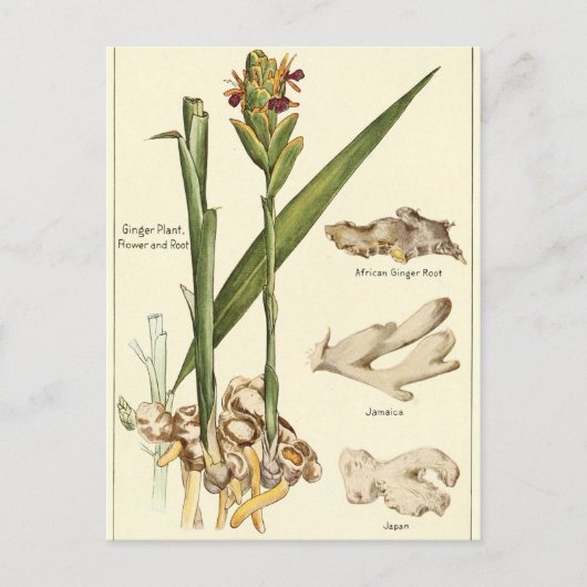 Vintage ginger-illustratie briefkaart receptkaart (Voorkant)