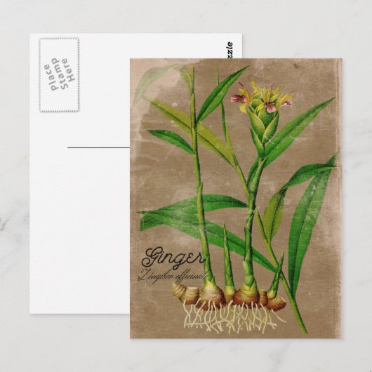 Vintage Ginger Root Plant Briefkaart (Voorkant / Achterkant)