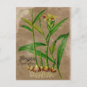 Vintage Ginger Root Plant Briefkaart (Voorkant)