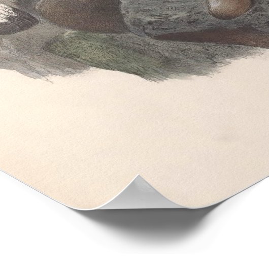 Vintage Golden Eagle Bird Poster (Hoek)