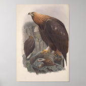 Vintage Golden Eagle Bird Poster (Voorkant)