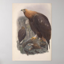 Vintage Golden Eagle Bird