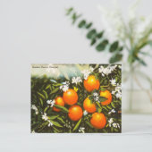 Vintage Golden Florida Sinaasappels Reis Briefkaar Briefkaart (Staand voorkant)