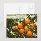 Vintage Golden Florida Sinaasappels Reis Briefkaar Briefkaart (Voorkant / Achterkant)
