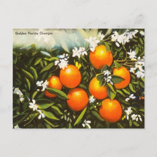 Vintage Golden Florida Sinaasappels Reis Briefkaar Briefkaart (Voorkant)