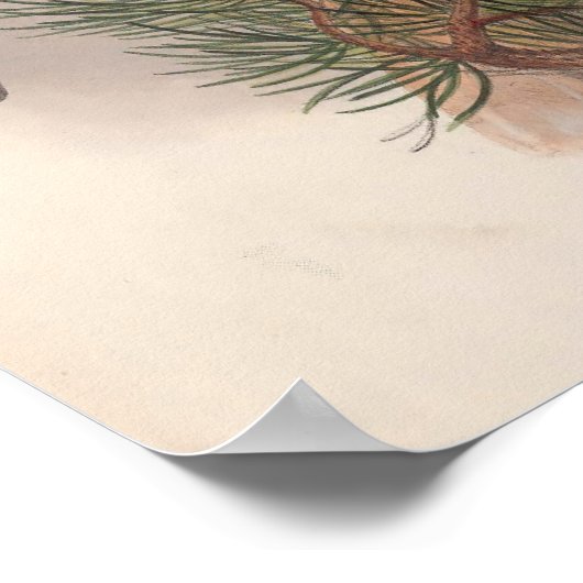 Vintage Goshawk Bird Poster (Hoek)