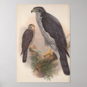 Vintage Goshawk Bird Poster (Voorkant)