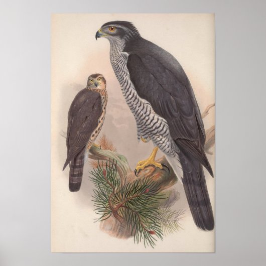 Vintage Goshawk Bird Poster (Voorkant)