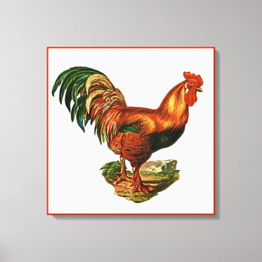 Vintage groene staart veren Rooster Cocreet Canvas Afdruk (Voorkant)
