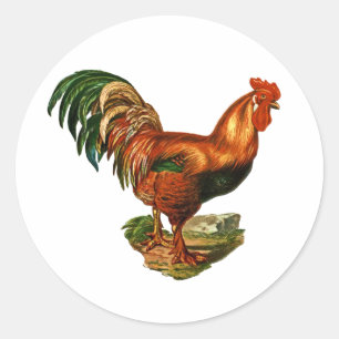 Vintage groene staart veren Rooster Cocreet Ronde Sticker