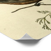 Vintage Ground Wren Poster (Hoek)