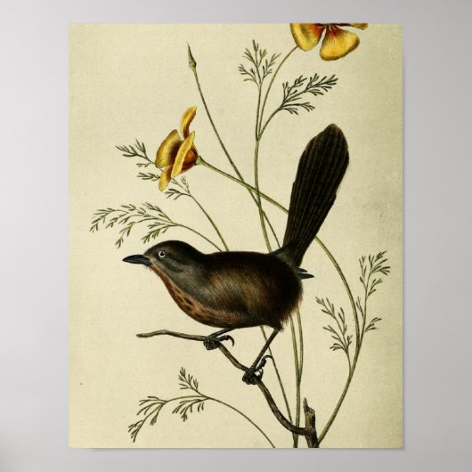 Vintage Ground Wren Poster (Voorkant)