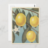 Vintage guave briefkaart (Voorkant / Achterkant)