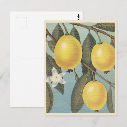 Vintage guave briefkaart (Voorkant / Achterkant)