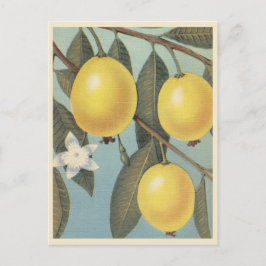 Vintage guave briefkaart