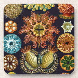 Vintage Haeckel Bier Onderzetter