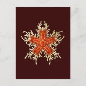  Vintage Haeckel Briefkaart (Voorkant)