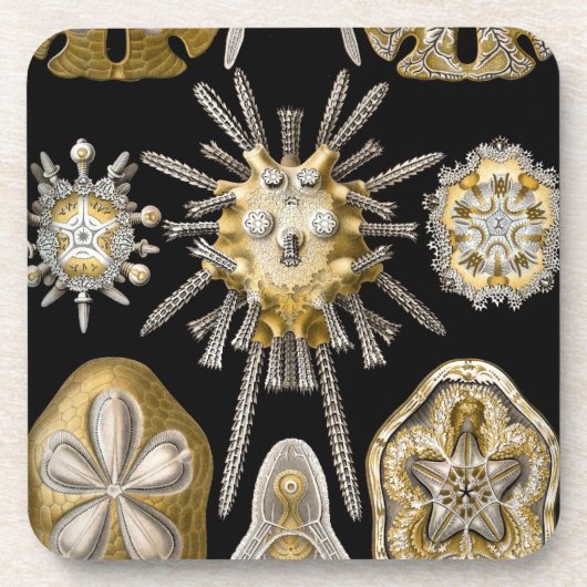 Vintage Haeckel Drankjes Onderzetter (Voorkant)