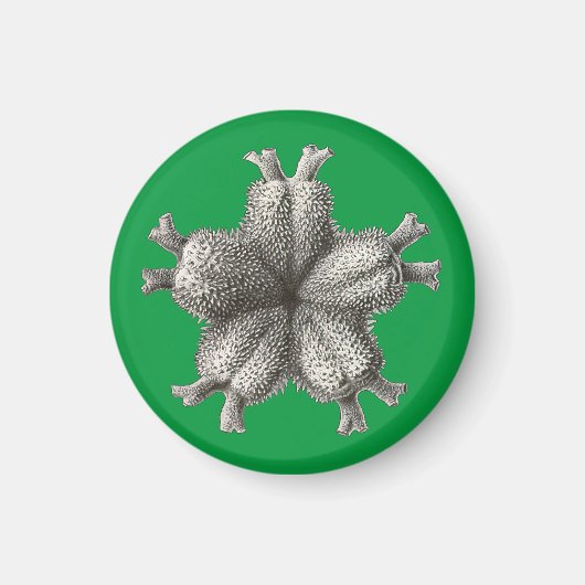 Vintage Haeckel Magneet (Voorkant)