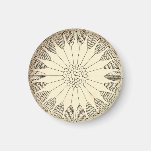 Vintage Haeckel Magneet (Voorkant)
