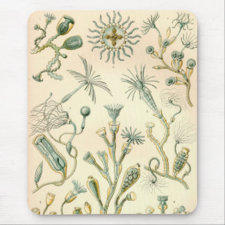 Vintage Haeckel Muismat