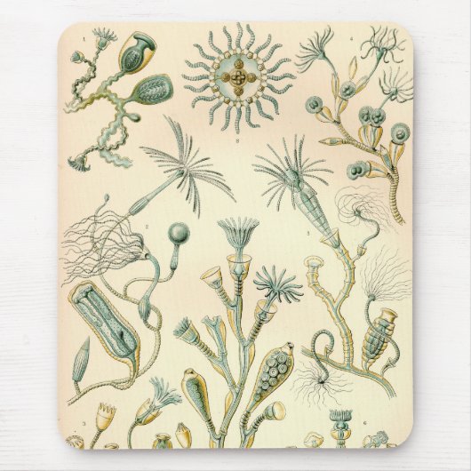 Vintage Haeckel Muismat (Voorkant)