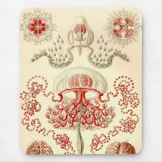 Vintage Haeckel Muismat (Voorkant)