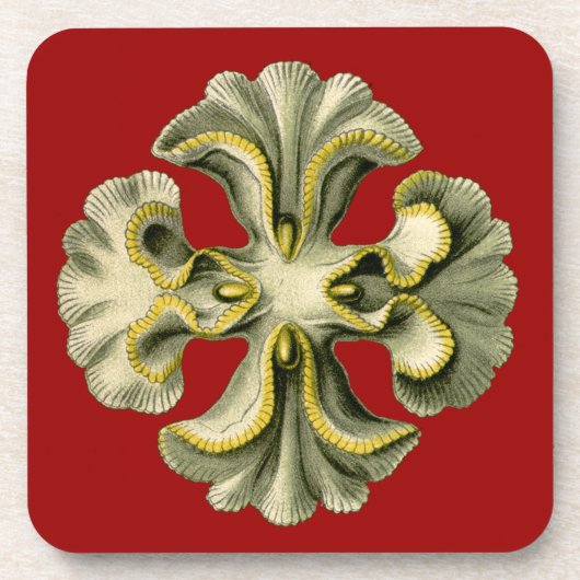 Vintage Haeckel Onderzetter (Voorkant)